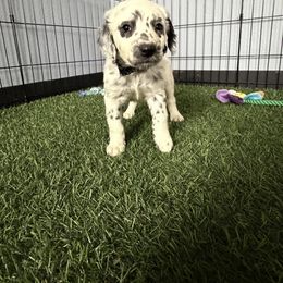 Starburst LUA long coat - White and black female Dalmatian puppy in Sedalia, Missouri from Missouri Dalmatians