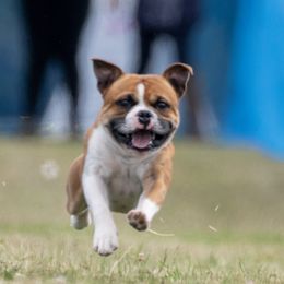 Staffordshire Bull Terriers from JetStaff Kennels