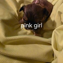Chai - Brindle female Shih Tzu puppy in Bruceville, Indiana from Baby Girl’s Yorkies, Shih-Tzu, Shorkies
