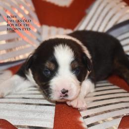 Rory - Black tri male Miniature Australian Shepherd puppy in Patterson, North Carolina from DreamLine Aussies