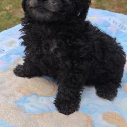 Boy 2 - Black male Poodle puppy in North Augusta, South Carolina from Tiny Paws Luxury Pets
