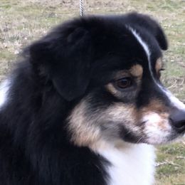 Bizzy - Australian Shepherd