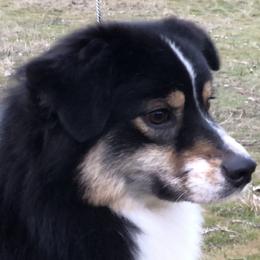 Bizzy - Australian Shepherd