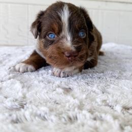 Woody - Red merle male Miniature Australian Shepherd puppy in Pollok, Texas from Pineywoods Pups