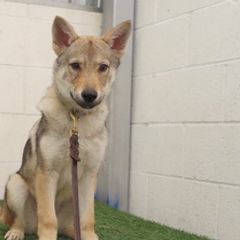Czechoslovakian Vlcaks from Acting K9 Services