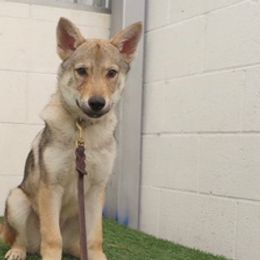 Czechoslovakian Vlcaks from Acting K9 Services