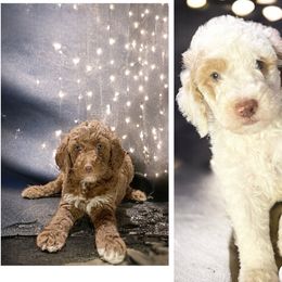 Goldendoodles from Estrella Elite Doodles