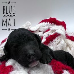 Goldendoodle and Poodle Puppies from Trammell’s Southern Pups