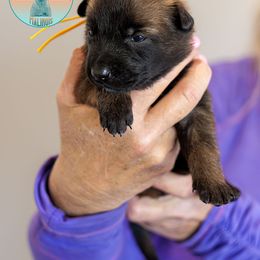 Yellow Collar - Fawn Belgian Malinois puppy in Fredonia, Arizona from Zion Malinois