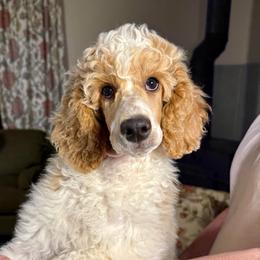 Raccoon - dark blue collar - Parti male Poodle puppy in Peyton, Colorado from Fuzzybottoms Ranch LLC