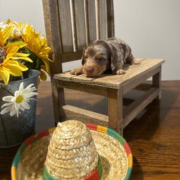 Arlo - Dapple male Dachshund puppy in Dawson, Alabama from Bells Dashing Dachshunds