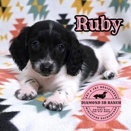 RUBY - Piebald female Dachshund puppy in Columbia, Louisiana from Diamond 5R Ranch AKC & CKC Miniature Dachshunds