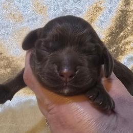 Nutmeg - Brown female Cocker Spaniel puppy in Florence, South Carolina from Reddick's American Cocker Spaniels
