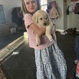 Boy 1 - Yellow male Labrador Retriever puppy in Isanti, Minnesota from Four Corners Family Labs