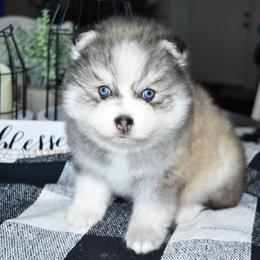Lio - Gray and white male Pomsky puppy in Chino Valley, Arizona from Rose Peek Pomskies