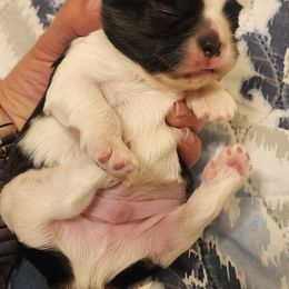 Boy 1 - Black and white male Shih Tzu puppy in Alturas, California from Duarte's Shihtzu Puppies