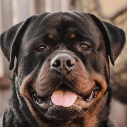 Rottweilers from Kevin's Rottweilers