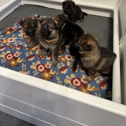 German Shepherd Puppies from Anderson German Shepherds LLC