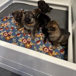 German Shepherd Puppies from Anderson German Shepherds LLC