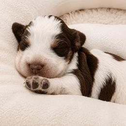Major - Liver white and roan male English Springer Spaniel puppy in Fort White, Florida from Thunderbird Springers