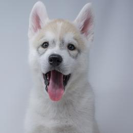 Cinder - Fully Health Tested Parents - Gray and white male Siberian Husky puppy in Los Angeles, California from Limitless Huskies