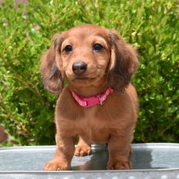 Rose AKC - Red female Dachshund puppy in Coweta, Oklahoma from Sunnyside Dachshunds