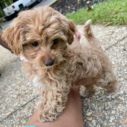 Poodle Puppies from Kindred Companions Toy Doodles