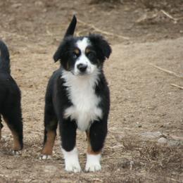 Benny - Black tri male Miniature Australian Shepherd puppy in Fairview, South Dakota from Dakota Toy Aussies