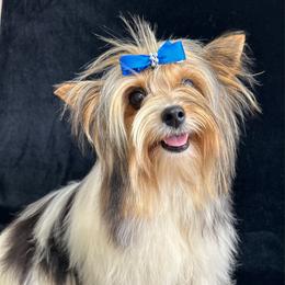 Trixie - Biewer Terrier