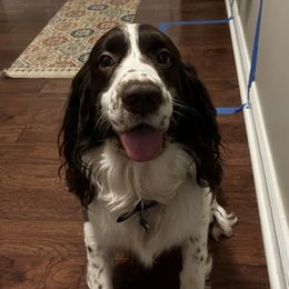Axel - English Springer Spaniel