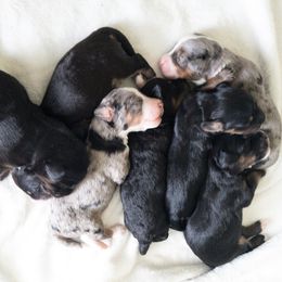 Bernedoodle Puppies from Minnie's UpNorth Doodles