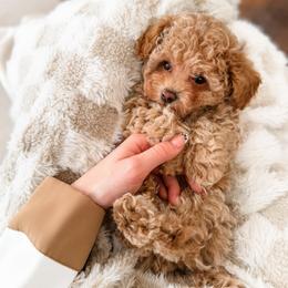 Chevy - Apricot male Poodle puppy in Chapel Hill, North Carolina from Cyndi’s Poodles