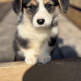 Fudge - Black and tan male Pembroke Welsh Corgi puppy in Sanford, Michigan from Tambali Pembroke Welsh Corgis