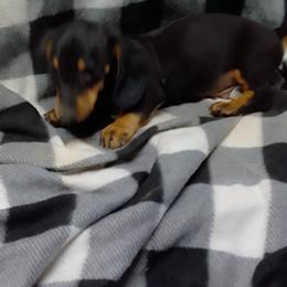 Dachshund Puppies from Small Paws Kennel