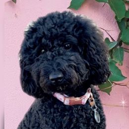 Zoey - Poodle