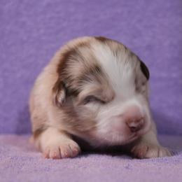 Australian Shepherd Puppies from Starlit Grove Australian Shepherds