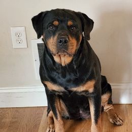 Lola - Rottweiler