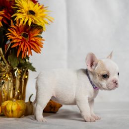 French Bulldog puppies from FurEver Canine
