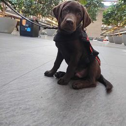 Labrador Retriever Puppies from Rose Gold Retrievers