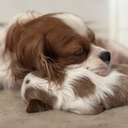 Cavalier King Charles Spaniel Puppies from Sunshine State Cavaliers
