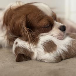 Cavalier King Charles Spaniel Puppies from Sunshine State Cavaliers