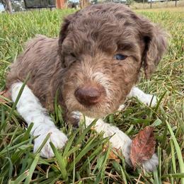 Merle boy 4 - Merle male Double Doodle puppy in Yoakum, Texas from The Scott’s Dood Ranch