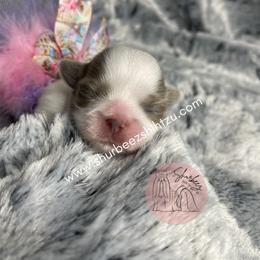 Shih Tzu Puppies from Shurbeez Shih Tzu