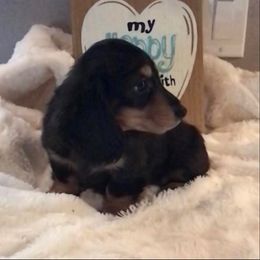 Dachshund Puppies from The Jewelry Dox