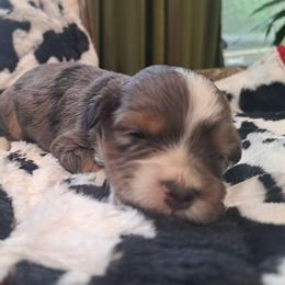 Alex - Blue merle male Bernedoodle puppy in Lafayette, Alabama from Williams Lake Kennels