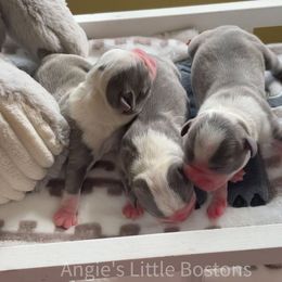 Boston Terrier Puppies from Angie's Little Bostons
