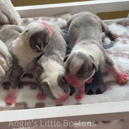 Boston Terrier Puppies from Angie's Little Bostons