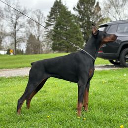 Maze - Doberman Pinscher