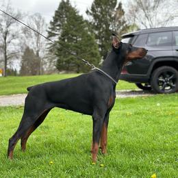 Maze - Doberman Pinscher