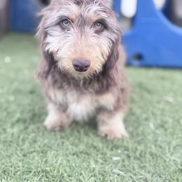 Shaggy - Dachshund